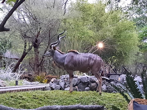 Massive male Kudu. Sunset in Kruger. Kruger Open Vehicle Safaris, DCC Hotel Group