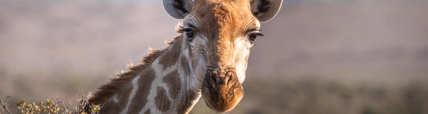 Giraffe Kruger Park