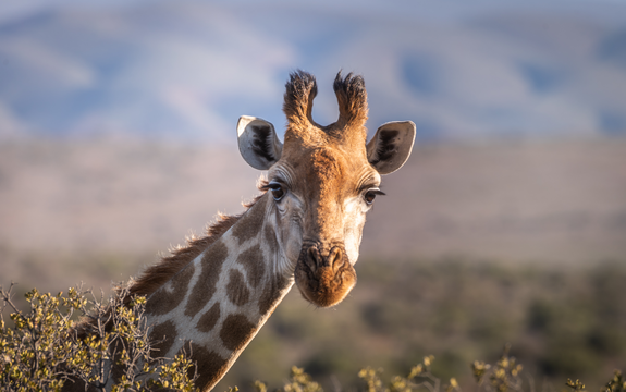 Giraffe's, Kruger National Park, Marloth Park, Open Vehicle Safaris, Mpumalanga, DCC Hotel Group Giraffe's, Kruger National Park, Marloth Park, Open Vehicle Safaris, Mpumalanga, DCC Hotel Group