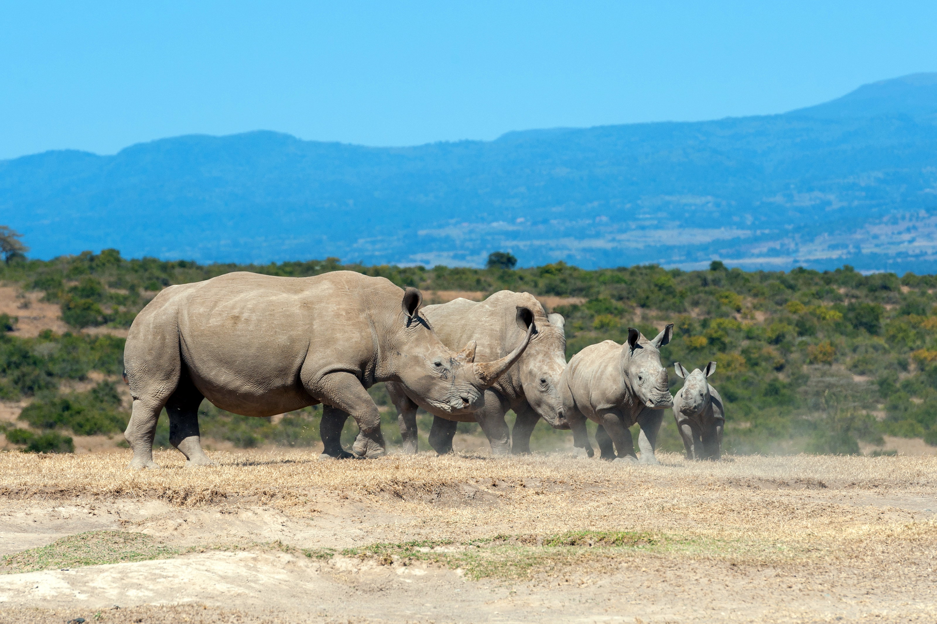 Massive black rhinos. Kruger Open Vehicle Safaris, DCC Hotel Collection