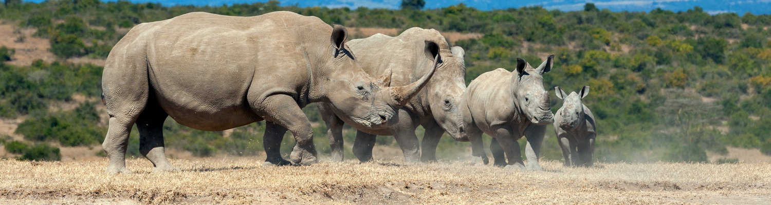Massive black rhinos. Kruger Open Vehicle Safaris, DCC Hotel Collection