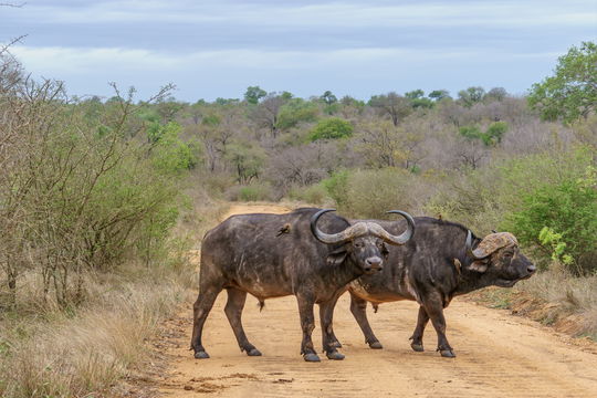 Buffalo crossing the road. Big 5. Kruger Open Vehicle Safaris, DCC Hotel Group