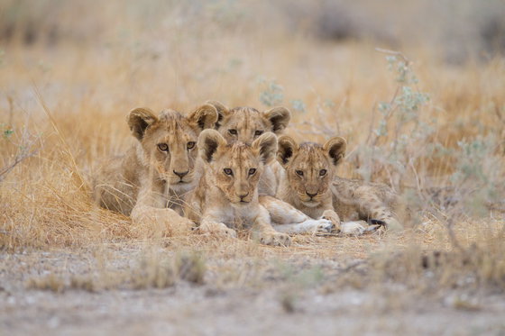 The cutest lion cubs. Kruger Open Vehicle Safaris, DCC Hotel Group