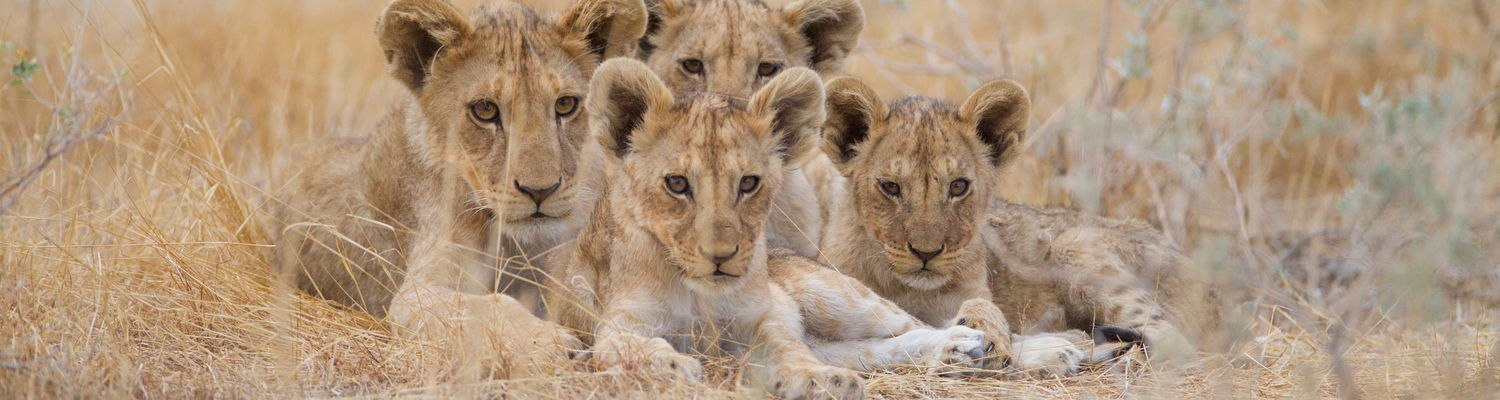 African Lion cubs - Kruger Open Vehicle Safaris, Marloth Park, Mpumalanga, DCC Hotel Group