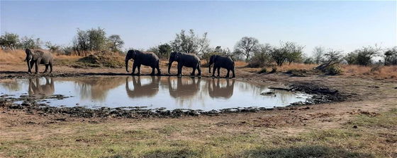 Four elephant shadows on the water. Kruger Open Vehicle Safaris. DCC Hotel Collection.