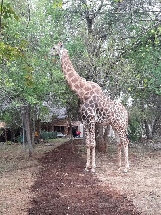 Tranquil Giraffe. Kruger Open Vehicle Safaris. DCC Hotel Group