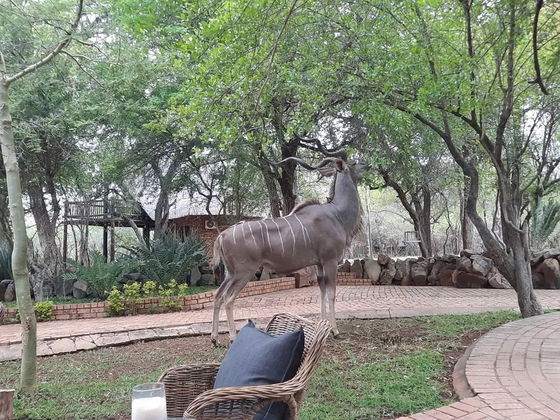 Kudu eating gracefully. Black Wildebeests bathing. Kruger Open Vehicle Safaris. DCC Hotel Group