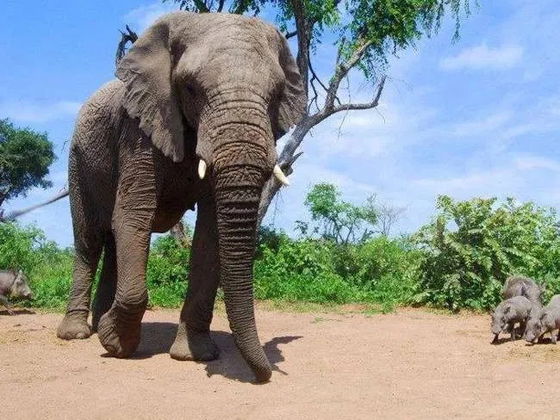 Giant elephant and warthogs. Black Wildebeests bathing. Kruger Open Vehicle Safaris. DCC Hotel Group