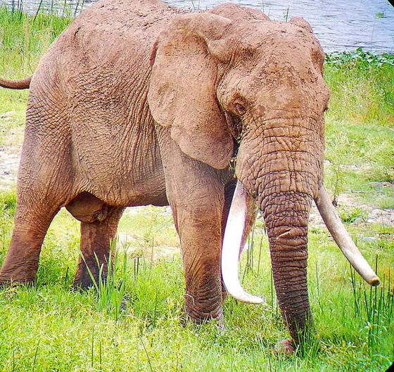 Gigantic Elephant in Kruger Park. Kruger Open Vehicle Safaris. DCC Hotel Collection.