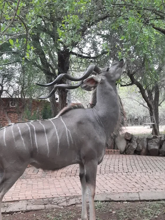 Kudu visiting us for a bite