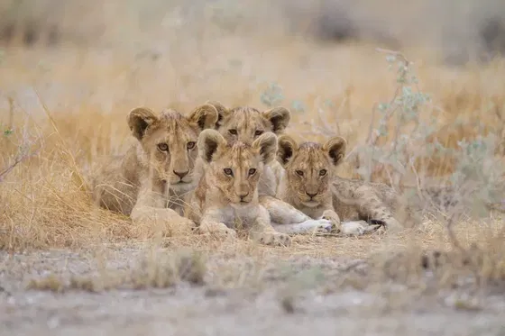 Cute Lion Cubs resting for a bit. Kruger Open Vehicle Safaris. DCC Hotel Group