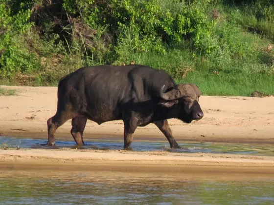 Buffalo approaching water hole. Kruger Open Vehicle Safaris. DCC Hotel Group.