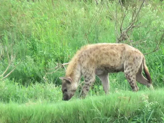 Hyena male, sniffing his surroundings. Kruger Open Vehicle Safaris. DCC Hotel Group