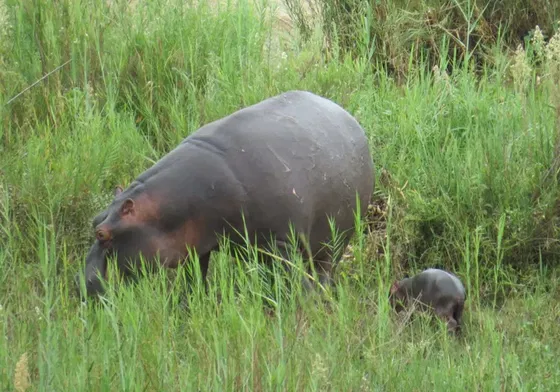 Hippo mom and baby. Happy in Africa. Kruger Open Vehicle Safaris. Marloth Park. DCC Hotel Group