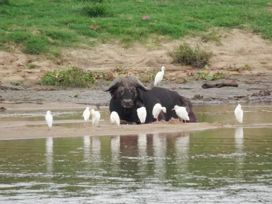 Buffalo and birds. Kruger Open Vehicle Safaris. Marloth Park. DCC Hotel Group.