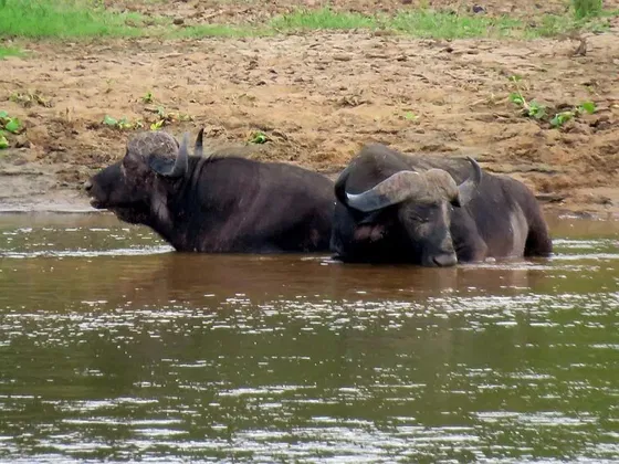 Buffalo taking a bath. Kruger Open Vehicle Safaris. Marloth Park. DCC Hotel Group