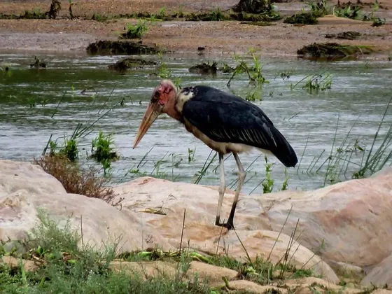 Interesting bird life in Kruger Park. Kruger Open Vehicle Safaris. DCC Hotel Collection.