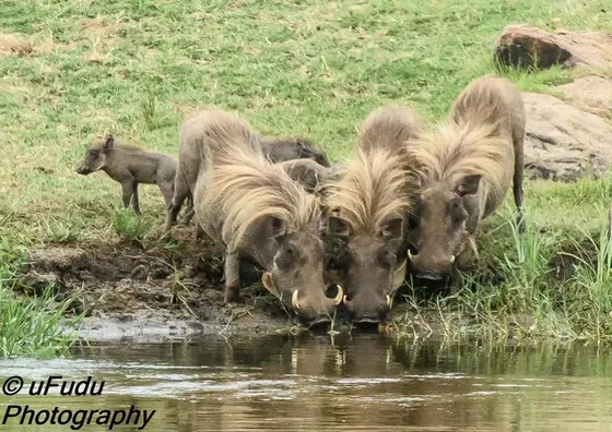 Warthogs thirsting. Kruger Open Vehicle Safaris. DCC Hotel Collection.