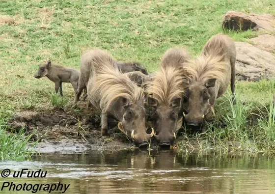 Warthogs thirsting. Kruger Open Vehicle Safaris. DCC Hotel Collection.