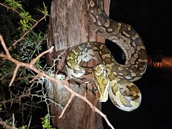 Coiled snake in tree. Kruger Open Vehicle Safaris. DCC Hotel Collection.