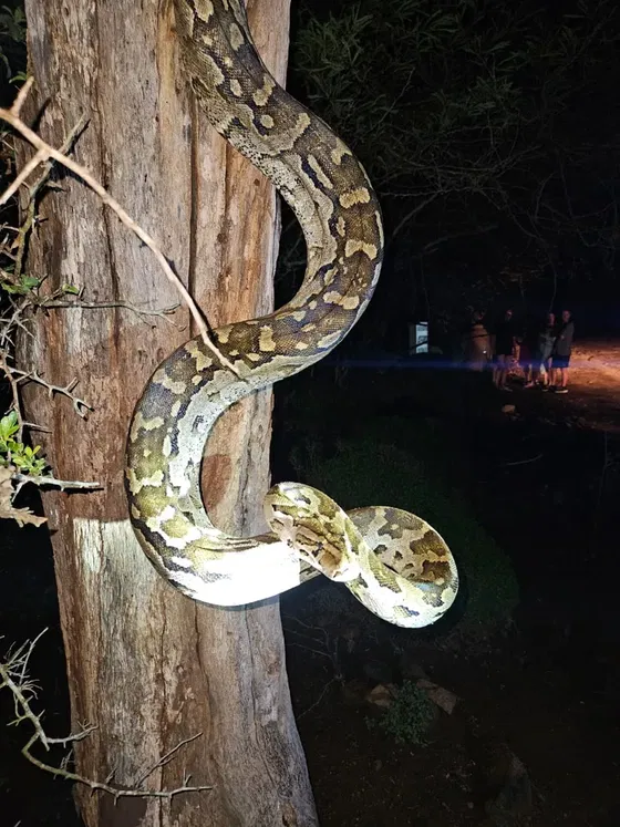 Giant snakes to be seen. Kruger Open Vehicle Safaris. DCC Hotel Collection.