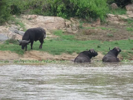 Buffalos in water. Kruger Open Vehicle Safaris. Marloth Park. DCC Hotel Group
