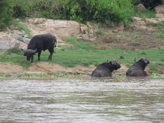 Buffalos in water. Kruger Open Vehicle Safaris. Marloth Park. DCC Hotel Group