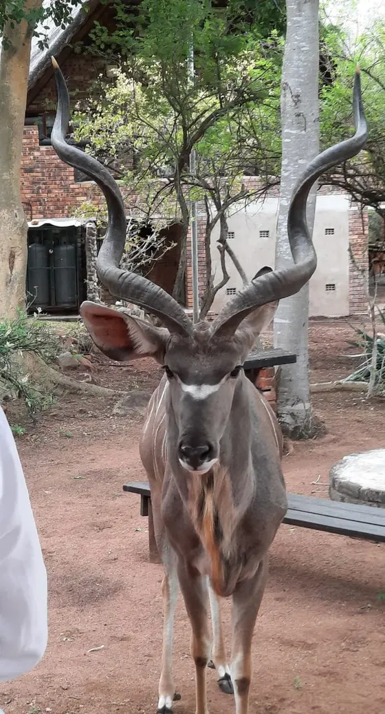 Curious Kudu. Kruger Open Vehicle Safaris. DCC Hotel Group