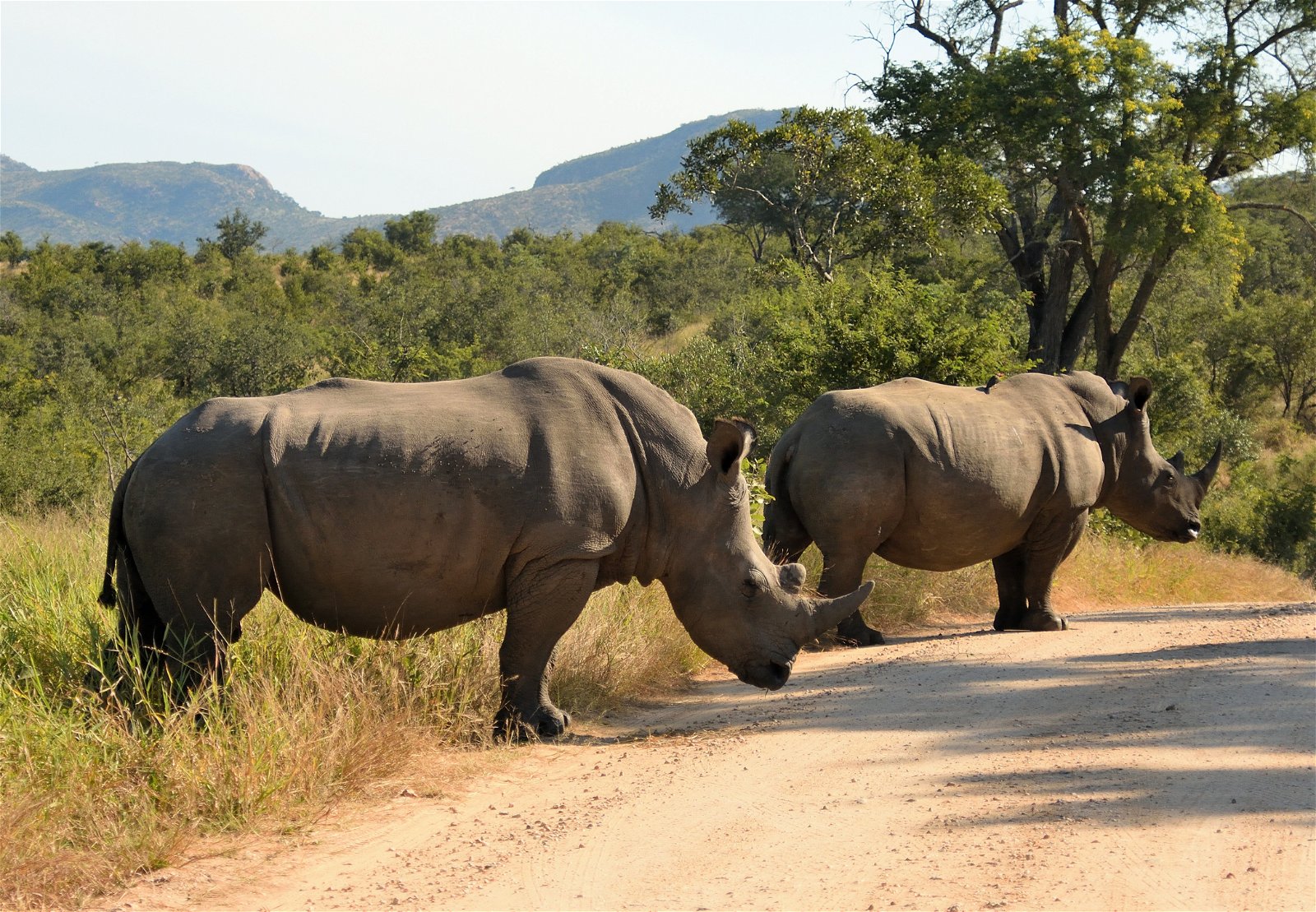 Two gigantic Rhinos, Kruger National Park, Marloth Park, Open Vehicle Safaris, Mpumalanga, DCC Hotel Group