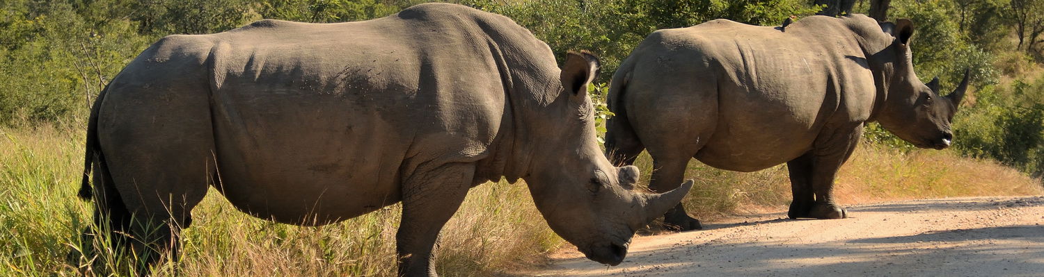 Two gigantic Rhinos, Kruger National Park, Marloth Park, Open Vehicle Safaris, Mpumalanga, DCC Hotel Group