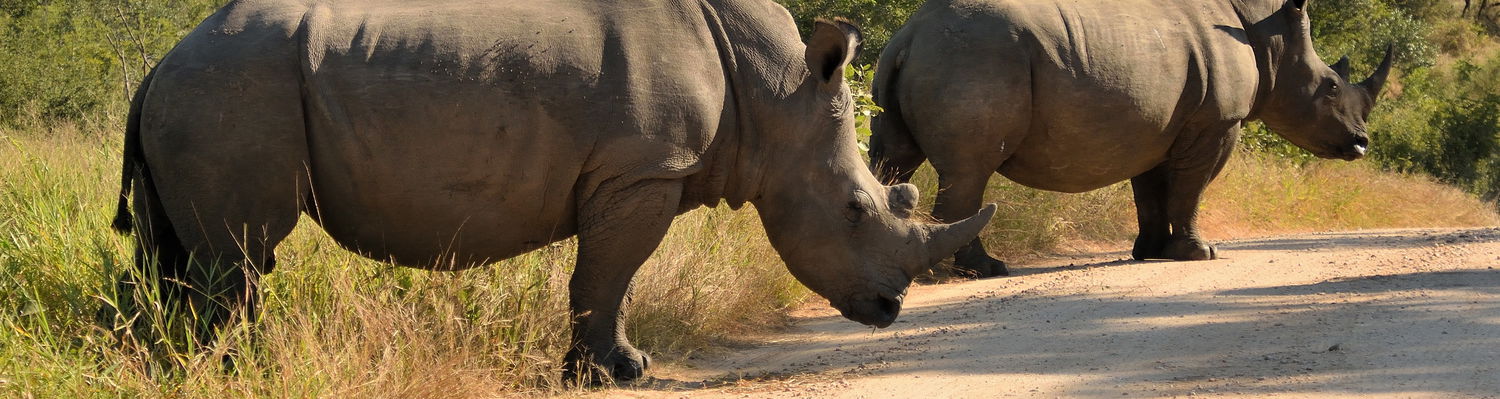 Two gigantic Rhinos, Kruger National Park, Marloth Park, Open Vehicle Safaris, Mpumalanga, DCC Hotel Group