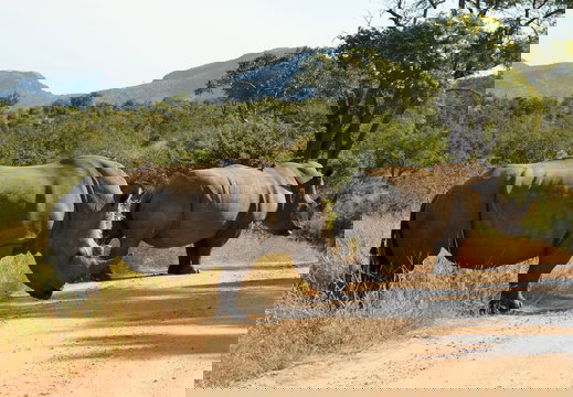 Two gigantic Rhinos, Kruger National Park, Marloth Park, Open Vehicle Safaris, Mpumalanga, DCC Hotel Group Two gigantic Rhinos, Kruger National Park, Marloth Park, Open Vehicle Safaris, Mpumalanga, DCC Hotel Group