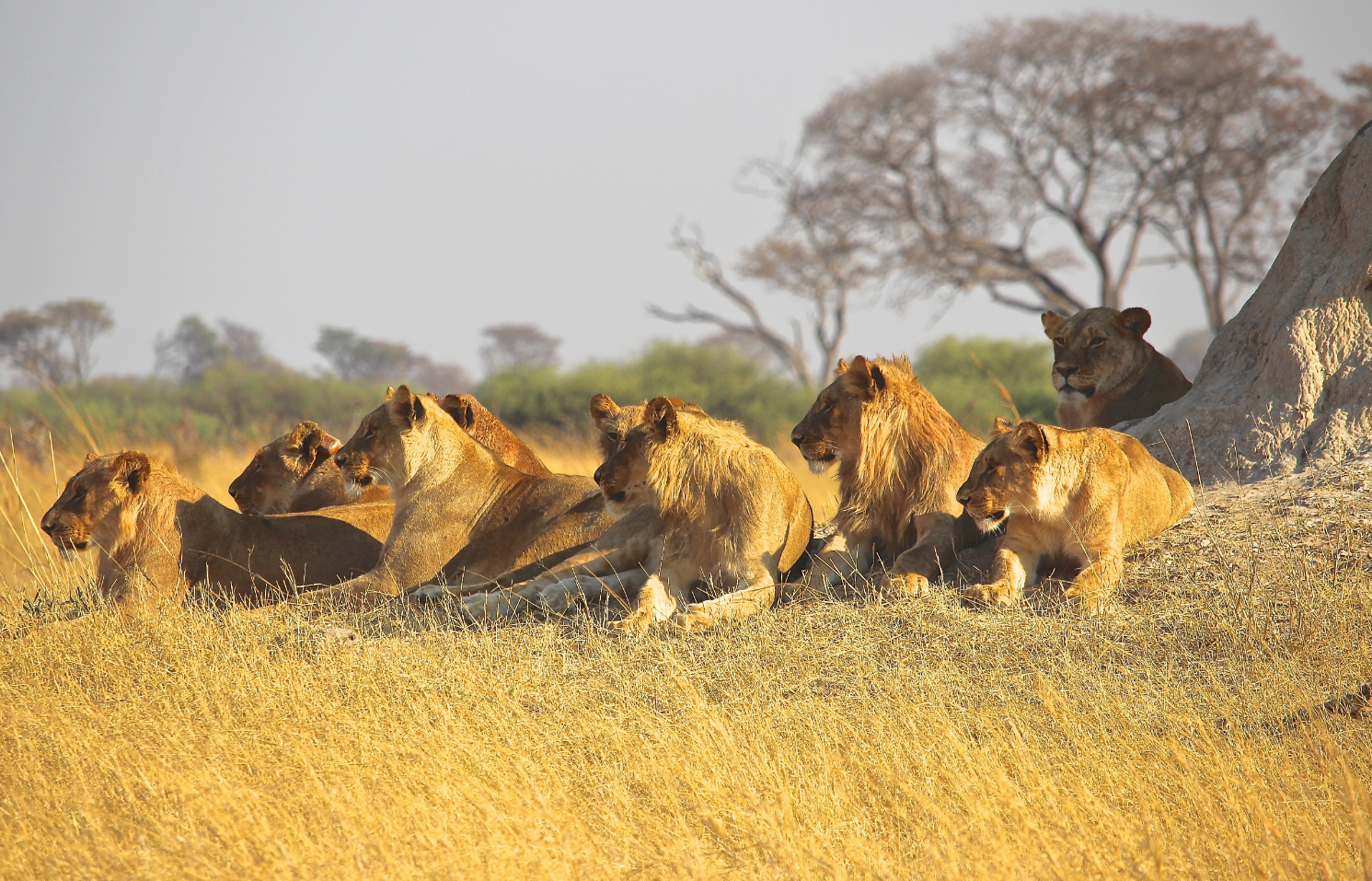 Lions, Kruger National Park, Marloth Park, Open Vehicle Safaris, Mpumalanga, DCC Hotel Group