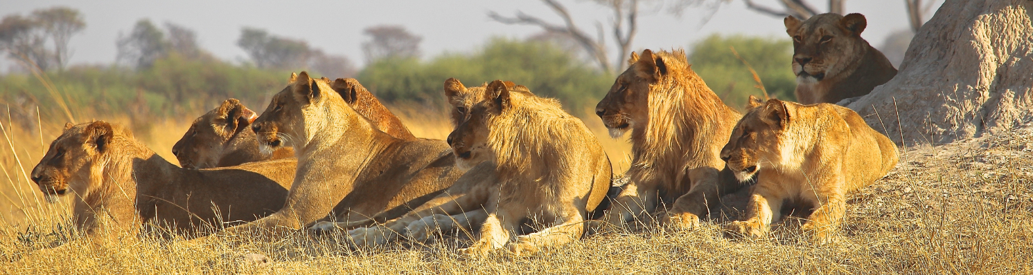 Lions, Kruger National Park, Marloth Park, Open Vehicle Safaris, Mpumalanga, DCC Hotel Group