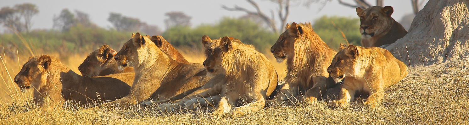 Lions Kruger Park