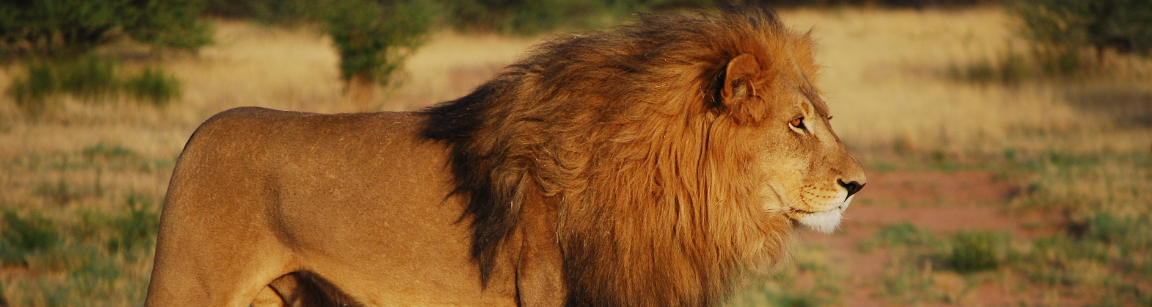 Male Lion Kruger Park