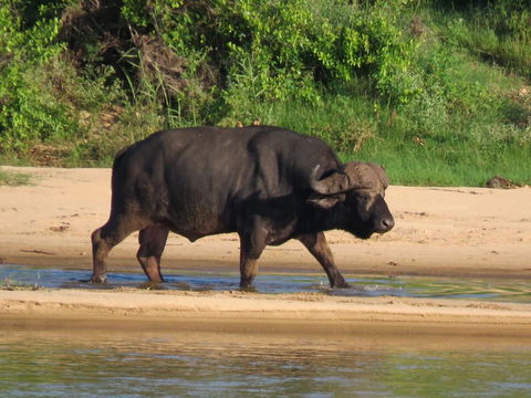 Big buffalo! Kruger Open Vehicle Safaris, DCC Hotel Group