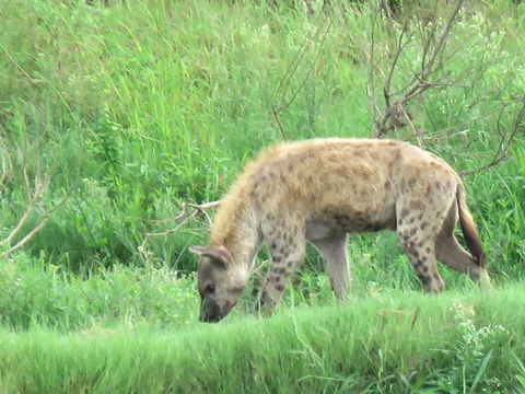 Hyena male. Kruger Open Vehicle Safaris, DCC Hotel Group