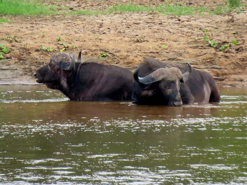 Buffalos bathing on a hot day. Kruger Open Vehicle Safaris, DCC Hotel Collection