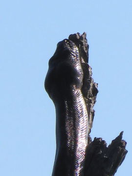 Giant snake. Kruger photography at it's best. Kruger Open Vehicle Safaris, DCC Hotel Collection