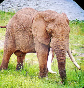 The masssive teeth of the Elephant. Big 5. Kruger Open Vehicle Safaris, DCC Hotel Group