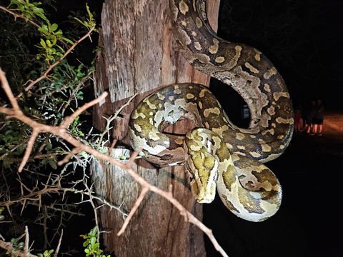 Huge coiled Snake. Kruger Open Vehicle Safaris, DCC Hotel Group