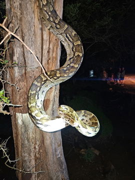 Large coiled snake. Kruger Open Vehicle Safaris, DCC Hotel Group