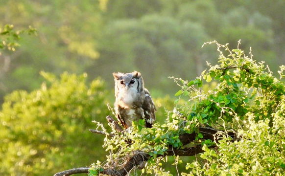 Beautiful owls are seen. Kruger Open Vehicle Safaris, DCC Hotel Group