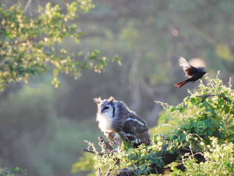 Beautiful owls are seen. Kruger Open Vehicle Safaris, DCC Hotel Group