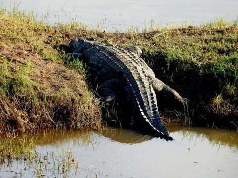 Crocodile leaving the water. Kruger Open Vehicle Safaris, DCC Hotel Group