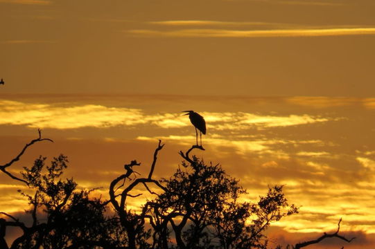 Sunset on bird life. Kruger Open Vehicle Safaris, DCC Hotel Group