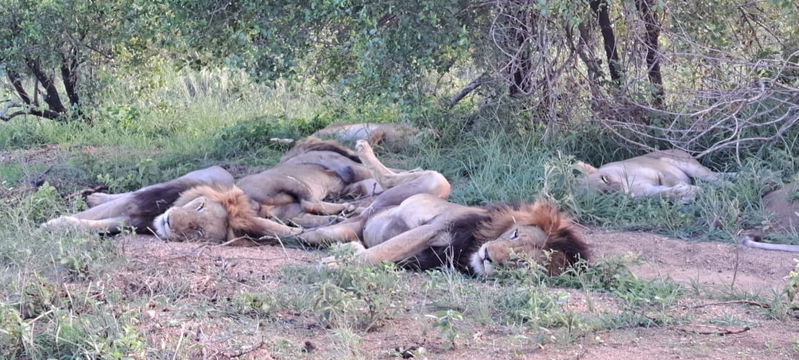 Lions rest together. Kruger Open Vehicle Safaris, DCC Hotel Group