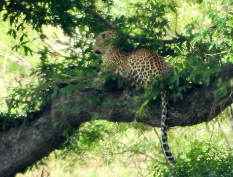 Leopard in tree. Kruger Open Vehicle Safaris, DCC Hotel Group