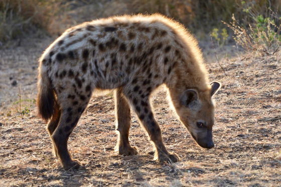 Hyena male sniffing a familiar scent. Kruger Open Vehicle Safaris, Marloth Park. DCC Hotel Group